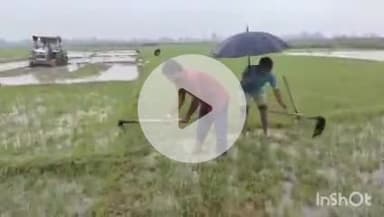 इचाक: इचाक प्रखंड क्षेत्र में चार दिनों से हो रही लगातार बारिश से किस के चेहरे खिले, खेतों में कार्य करने मेंजुटे किसान