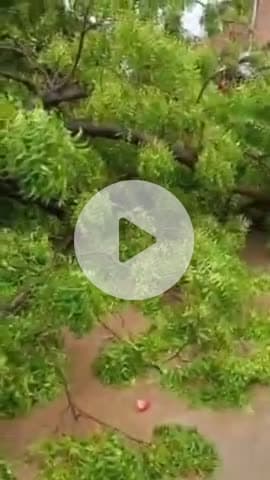 नरवल: नरवल थाना क्षेत्र में विशालकाय पुराना नीम का पेड़ गिरा, दुकान और मोटरसाइकिल क्षतिग्रस्त