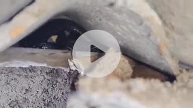 लाडपुरा: आरकेपुरम इलाके के आवली में 5 फीट लम्बा कोबरा सांप एक मकान के टीन शेड में घुसा, परिवार में दहशत, किया गया रेस्क्यू