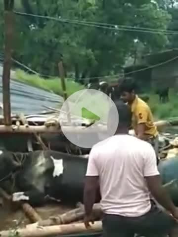 चान्हो: हूरहरी में लगातार बारिश से गिरा गाय शेड, कई गाय दबीं