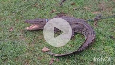 अधौरा: अधौरा के एकडिहवा टोला के बधार से ग्रामीणों ने पकड़ा मगरमच्छ