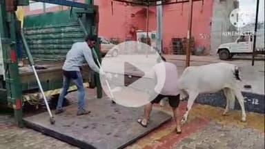 खुरई: नगर पालिका ने आवारा मवेशियों को पकड़कर भेजा गोशाला, आवारा मवेशियों की वजह से परेशान हो रहे थे लोग