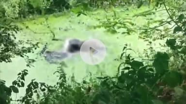 बाढ़: बेढ़ना के पास सड़क किनारे मिला युवक का शव, 7 दिनों से था लापता