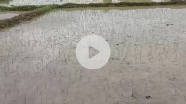 गोपद बनास: सीधी जिले के निगरी में जहरीले सांप के काटने से एक महिला की मौत