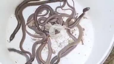 फरेंदा: केसौली गांव के एक घर से निकले दर्जनों सांप व मिले सांप के कई अंडे