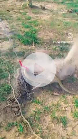 पशु सेवा समिति द्वारा सर्प की जान बचाई गई 
विजय सेठ संस्थापक व प्रदेश अध्यक्ष पशु सेवा समिति 
9506564444