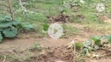 सोनाहातु: पंडाडीह गांव में हाथियों का उत्पात, 10 एकड़ खेत में फसल नष्ट