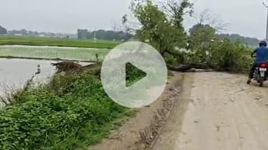 करछना: खाई गांव स्थित मार्ग पर शीशम का पेड़ जड़ से उखाड़कर अचानक गिरने से आवागमन बाधित