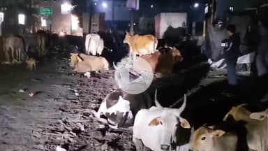 जिससे कहते है नाथनगरी बरेली ⛳ यह हाल है गौवंश का, जिम्मेदारान नहीं ले रहे बिल्कुल इस ओर ध्यान ✍️