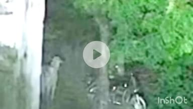 राजसमंद: राजसमंद के पटोल में गाय के बच्चों का पैंथर ने किया शिकार, सीसीटीवी में कैद हुआ पैंथर