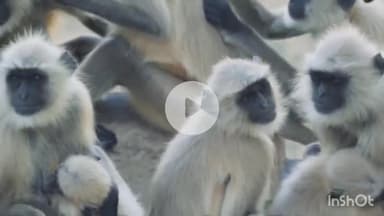 सिराथू: सैनी थाना क्षेत्र के धुमाई गांव में बंदरों के झुंड ने महिला को किया जख्मी, महिला अस्पताल में भर्ती