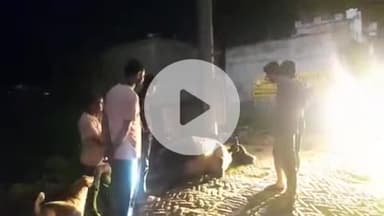 औरैया: मोहल्ला गायत्री नगर में नगर पालिका द्वारा लगाई गई स्ट्रीट लाइट में आया करंट, चपेट में आने से बेसहारा गोवंश की हुई मौत