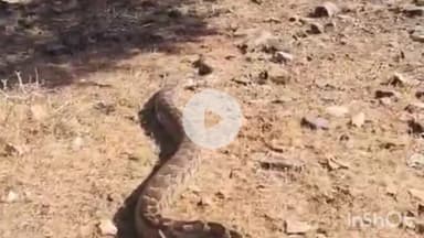 राजसमंद: आर. के. स्कूल राजसमंद के पास 15 फीट लंबे अजगर का किया गया सफल रेस्क्यू, वन विभाग और स्थानीय लोगों ने दिखाई मुस्तैदी