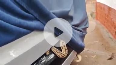 लाडपुरा: नयापुरा पलायथा हाउस में कार के कवर में घुसा रसेल वाइपर प्रजाति का सांप, स्नेक केचर गोविंद ने किया रेस्क्यू