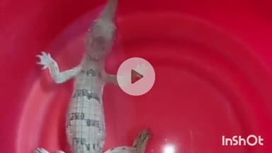 मुंगेर: नौवागढ़ी सिंघेश्वर टोला में मिला घड़ियाल का बच्चा, किया गया रेस्क्यू