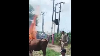 बड़ौत: फजलपुर में खरीदी गई जमीन पर कब्जे को लेकर बवाल, सोशल मीडिया पर वीडियो हुआ वायरल