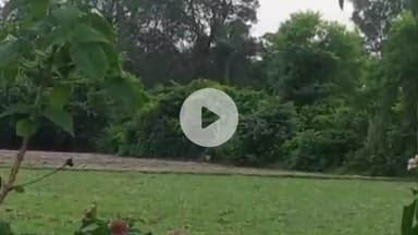 तरबगंज: उमरी बेगमगंज थानाक्षेत्र में भेड़ियों का आतंक, तीन बकरियों को बनाया निवाला, ग्रामीणों में दहशत, भेड़ियों का वीडियो वायरल