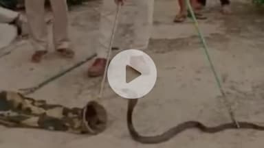 गोपद बनास: सीधी शहर के वार्ड क्रमांक 5 में जहरीला सांप एक मकान में घुसा, वन विभाग की टीम ने पकड़ा