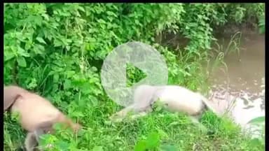 पांकी: पांकी के डंडार कला गांव में हाई वोल्टेज तार पर चढ़ने से दो बंदरों की दर्दनाक मौत