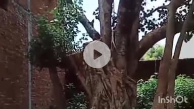 बरेली: चंदन नगर लीची बाग में किसी शरारती तत्व ने काटा पीपल का पेड़, पुलिस से की गई शिकायत