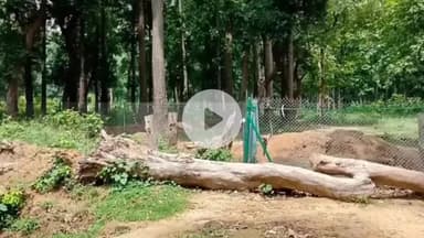 फरेंदा: फरेंदा जंगल में साखू पेड़ों की अवैध कटाई के मामले में चार पर दर्ज हुआ मुकदमा