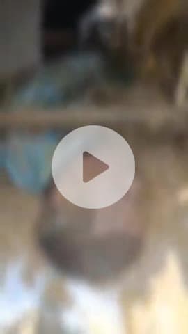 बागपत: सिसाना गांव में धान की बुआई करते समय ट्रैक्टर पलटने से किसान योगेंद्र की हुई मौत