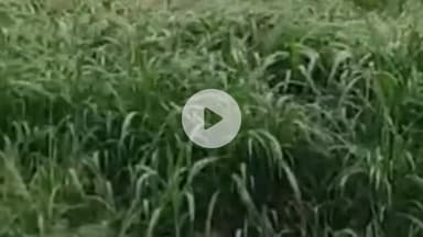 नौगावां सादात: नौगांवा तहसील क्षेत्र के कई स्थानों पर तेंदुआ दिखाई दे रहा, ग्रामीण परेशान