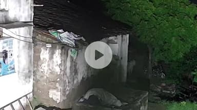 राजसमंद: पैंथर ने पुठोल के उमरियो की भागल में बछड़े का किया शिकार, घटना CCTV में कैद हुई