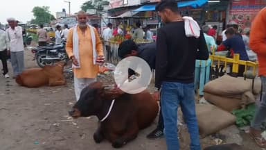 भुसावर: नेशनल हाईवे 21 पर मुस्कान संस्था ने निराश्रित गौ वंश के लिए लगाए रेडियम बेल्ट, दुर्घटनाओं की रोकथाम होगी