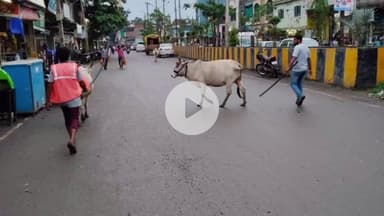 पचोर: पचोर नगर परिषद ने सड़कों से गोवंश हटाने के लिए अधिकारी-कर्मचारी किए तैनात, सुरक्षित स्थान पर पहुंचा रहे