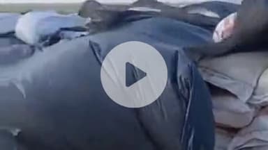 गोपालगंज: सदर प्रखंड स्थित पतहरा छरकी बांध की सुरक्षा के लिए 6 चौकीदारों की टीम तैनात, करेंगे 24 घंटे निगरानी