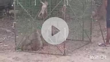 आरा: नगर निगम की कार्रवाई में अब तक पकड़े गए 88 बंदर, महापौर बोलीं- यह अभियान जारी है