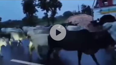 पवई: पन्ना जिले में निराश्रित गौवंश को सड़क से गौशाला में ले जाने की कार्यवाही जारी