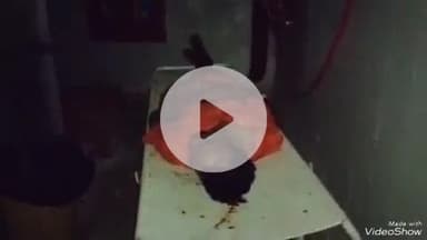 देवघर: पंडित बीएन झा पथ पर राम झरोखा के पास एक कांवरिया श्रद्धालु की मौत