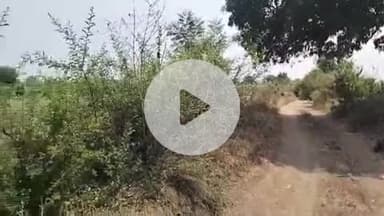 बाबई: माखन नगर के ग्राम गुडला में बाघ ने नहीं किया कोई नया शिकार, तलाश जारी, ग्रामीणों में दहशत
