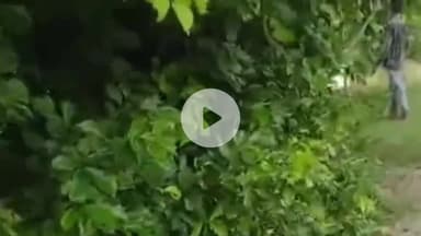 सुल्तानपुर: कूरेभार में हरियाली बढ़ाने के अभियान के तहत शारदा नहर की पटरियों पर 2100 छायादार और फलदार पौधे लगाए जाएंगे