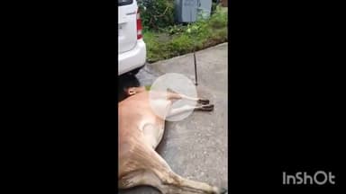 बड़गांव: उदयपुर: बड़गांव में झुकी हुई डीपी से करंट लगने से गो माता की हुई मौत, AVVNL की लापरवाही उजागर