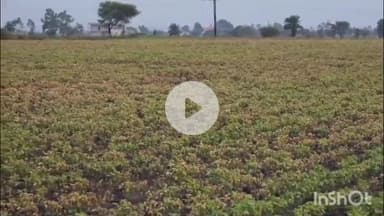 धार: आमखेड़ा में महिला किसान की फसल पर ज़हरीली दवा का छिड़काव कर दी गई जान से मारने की धमकी, मामला दर्ज