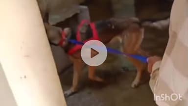 दुर्ग: एसीसी कॉलोनी के 6 से 7 घरों में चोरी, लाखों के गहने व नगदी पार