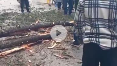 लोहाघाट: भारी बारिश के कारण लोहाघाट के पास शिवालय मंदिर के निकट भारी देवदार का पेड़ गिरने से NH करीब एक घंटा रहा बाधित