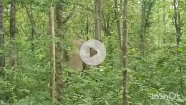 उदयपुर धरमजयगढ़: धरमजयगढ़ क्रोन्धा सड़क किनारे जंगल में दिखा हाथी, वन विभाग ने किया वीडियो जारी