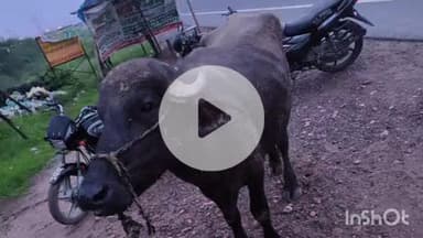 कोल: लधौआ में क्षेत्र पंचायत सदस्य की भैंस चुराकर ले जा रहा था टेम्पो चालक, दो लोग मौके से फरार, एक पुलिस हिरासत में