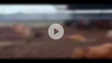 बड़ौत: खट्टा प्रहलादपुर गौशाला में 5 गौवंश की मौत, भुखमरी के हालात, वीडियो हुआ वायरल