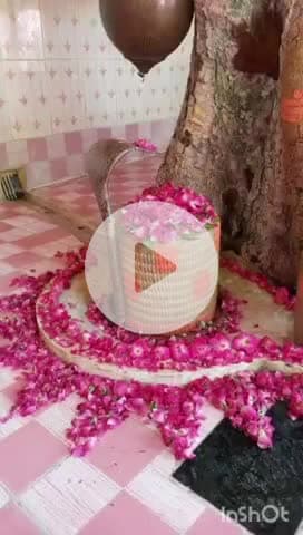 औरैया: सावन के पहले सोमवार को लगी श्रद्धालुओं की भीड़, भोलेनाथ के दर्शन करने को जुटी भीड़