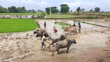 सिमडेगा: धान रोपाई में जुटे किसान, खेतों में दिखी सामूहिक मेहनत की तस्वीर