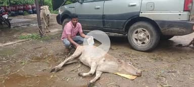 सिमडेगा: पुलिस ने फीकपानी मोड़ से पशु तस्करी पकड़ी, 5 मवेशी ज़ब्त