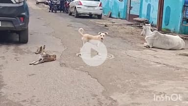 होशंगाबाद नगर: नर्मदापुरम मे बढ़ी कुत्तों की संख्या आम लोग कुत्तों के काटने से परेशान,नगर पालिका ने डॉग पकड़ने प्रपोजल तैयार किया #jans