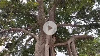 कोल: सिद्धपीठ खेरेश्वर धाम महादेव का पौराणिक इतिहास क्या है? किस मंदिर में भगवान श्री कृष्ण और बलदेव जी ने किया था विश्राम?