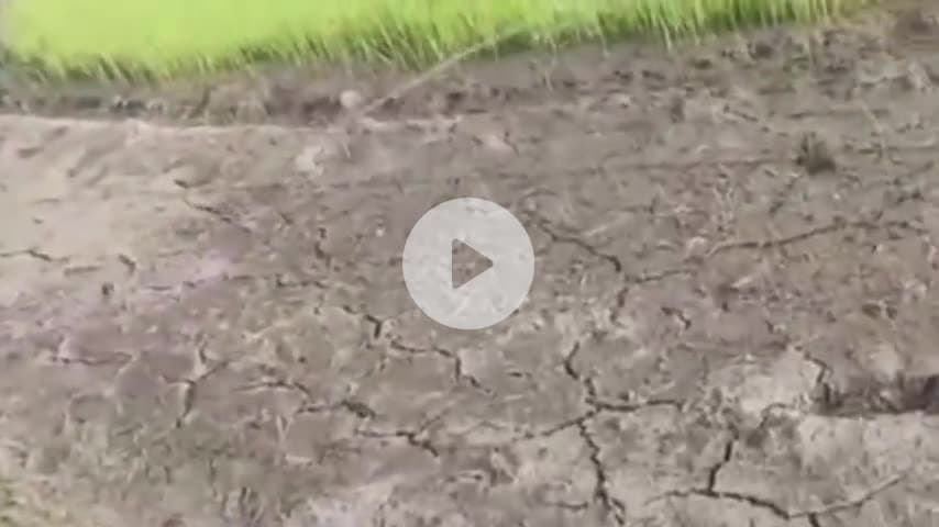 గొల్లపల్లి: రంగధామునిపల్లి గ్రామంలో కరెంటు లేక వరి నారుకు బిందెలతో నీళ్లు పోస్తున్న రైతులు