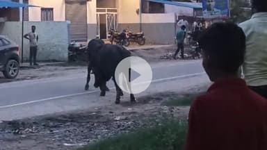 Mundia Navi bux अड्डे पर आवारा पशुओं का कहर . ये मामला कर रात main अड्डे ka hia. इन पशुओं की वजह से बड़ा हादसा होने बचा